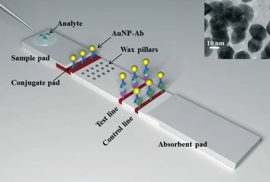 Lateral Flow Assay Market Size and Growth Strategies: 2026 to 2033