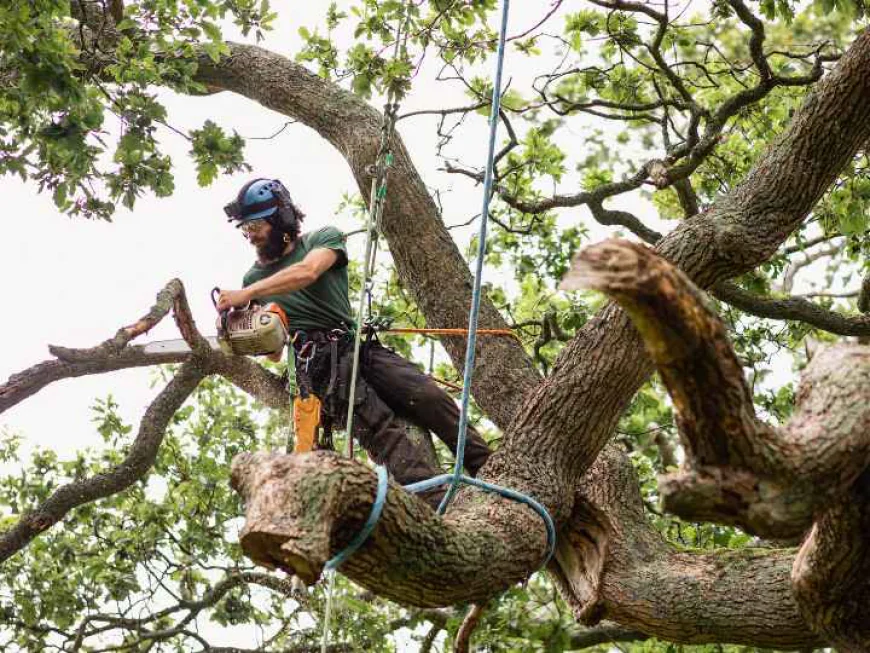 Common Reasons Homeowners Need a Tree Removal Service