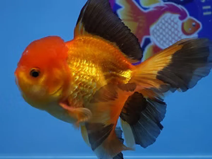 Best Fancy Goldfish in Austin: Find a Healthy Addition to Your Aquarium