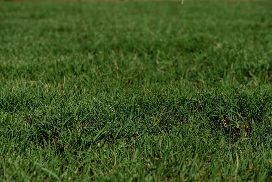 Sod Installation in Fort Worth: Create a Fresh, Beautiful Lawn That Lasts