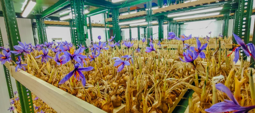 Indoor Saffron Farming Training: A Complete Guide for Beginners