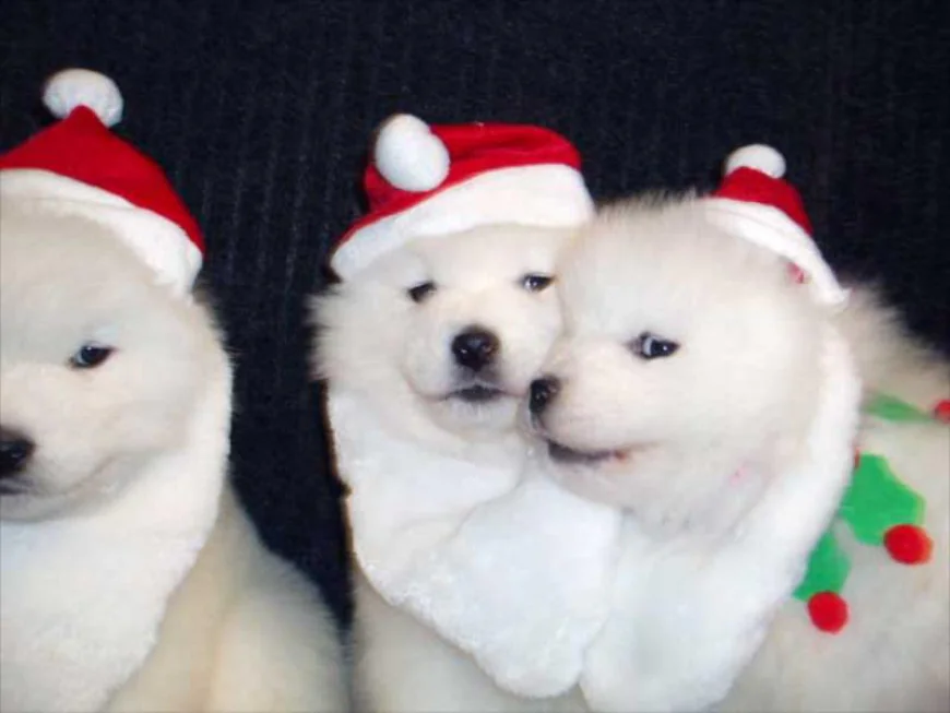 Welcome Samoyed Puppies into Your Home & Make Friendly Companionship