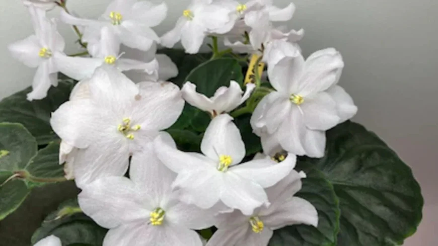 Growing African Violets From Seed: How Often Should They Be Watered?