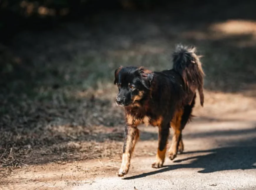 Dog Paralysis Treatment: A Decision Guide for the First 48 Hours