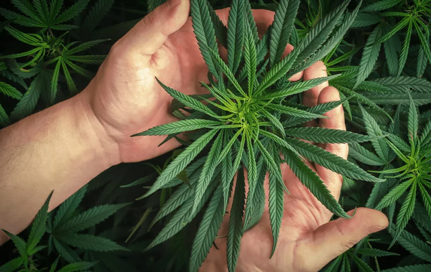 How Can Fast Weed Delivery Offer Both Product Variety and Quality?