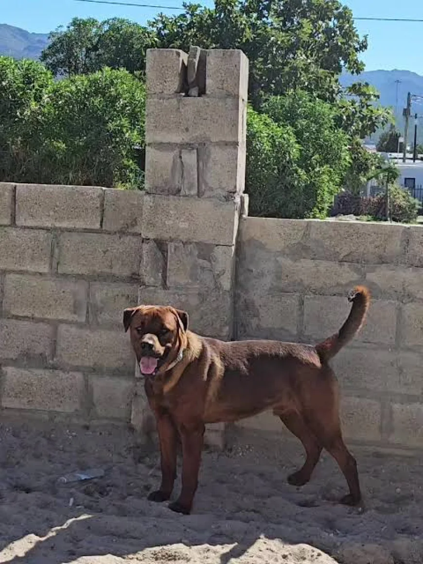 Boerboel Rottweiler Mix FAQs - Farmpally