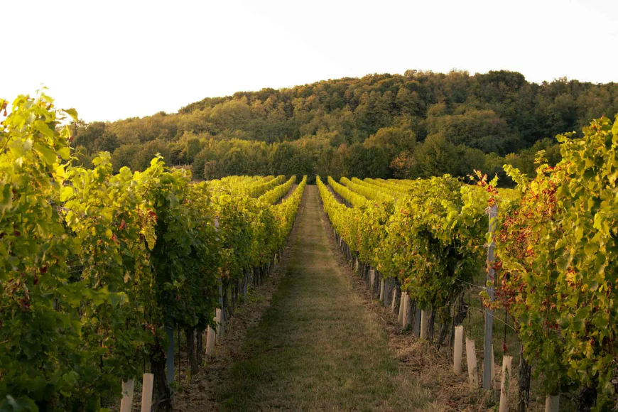Gibbston: The Queenstown Wine Tour That Really Is Yours