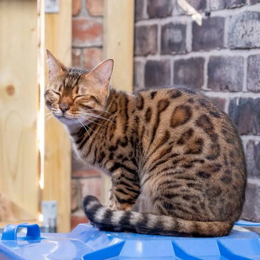 What you should know about Bengal Cats - Farmpally