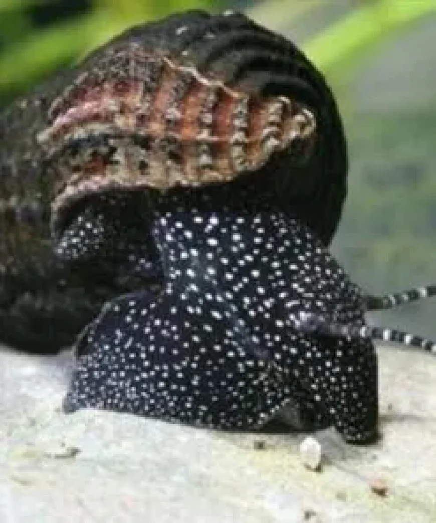 Aquarium Snails for Sale: Popular Snail Species for Freshwater Tanks