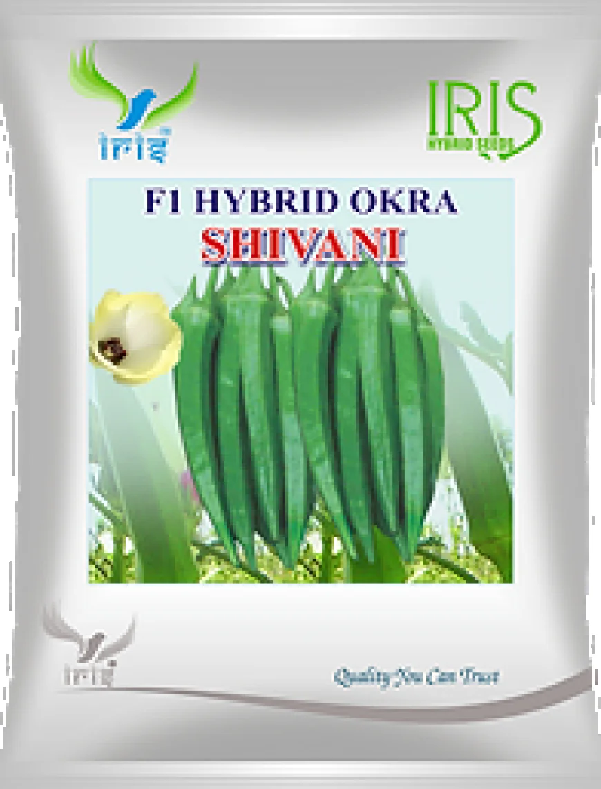 F1 Okra Hybrid Seeds: A Smart Choice for Modern Farming