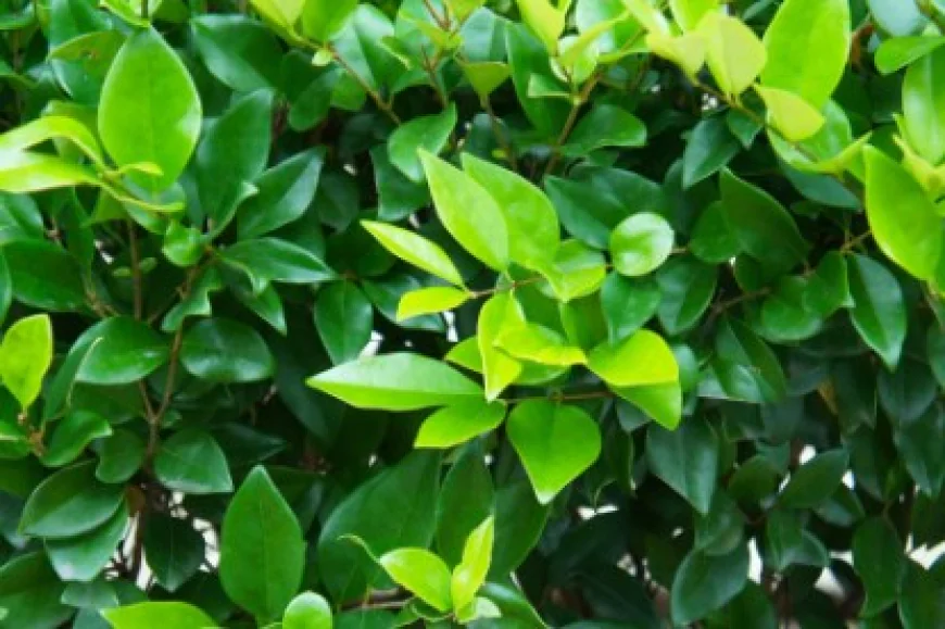 Wax Leaf Privet: Growth, Care, and Privacy Uses