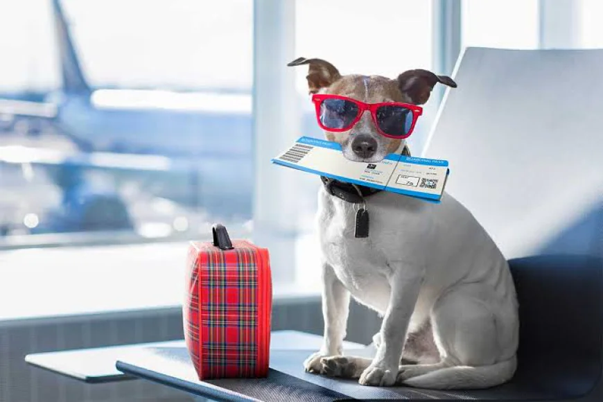 Pet Movers: Making Your Pet's Relocation Safe and Stress-Free