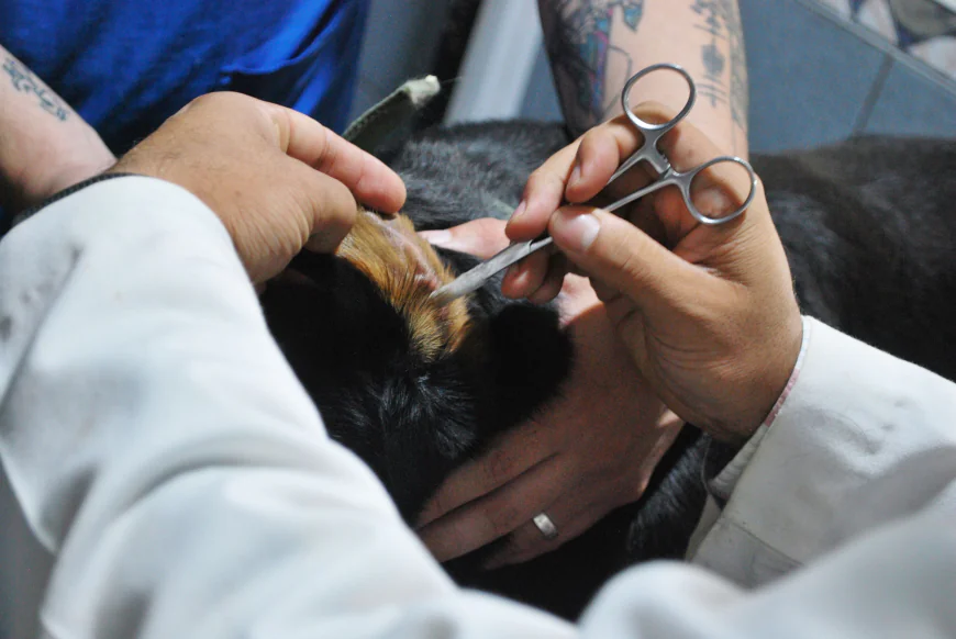A Practical Guide To Preventive Healthcare For Pets