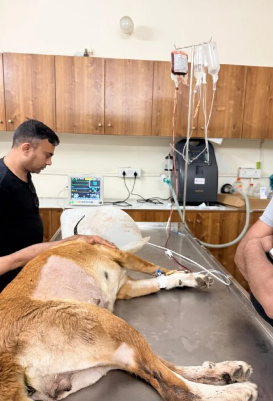 What Every Pet Parent Should Look for in a Pet Clinic Noida