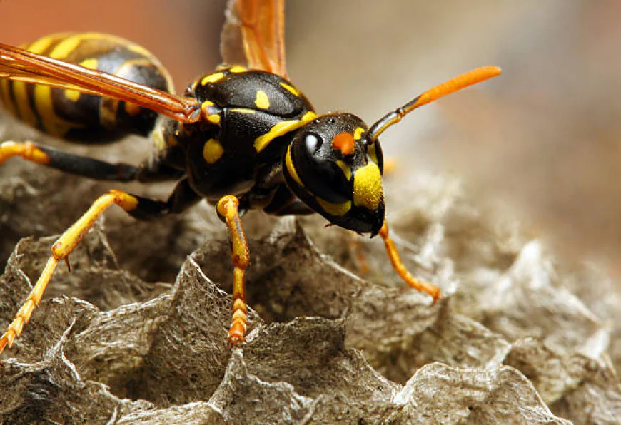 How Can You Tell If a Wasp Nest Is Still Active?