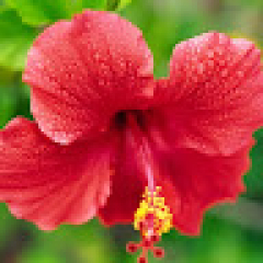 i need financial advice Kauai, HI