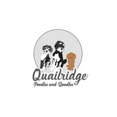 Quailridge Poodles and Doodles