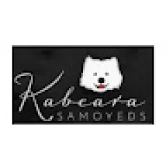 Kabeara Samoyeds