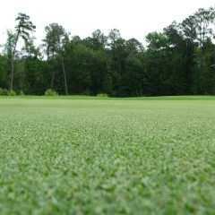Artificial Grass Adelaide